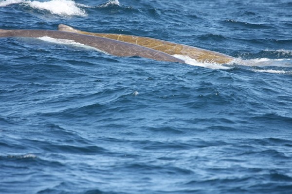 Baird's Beaked Whales